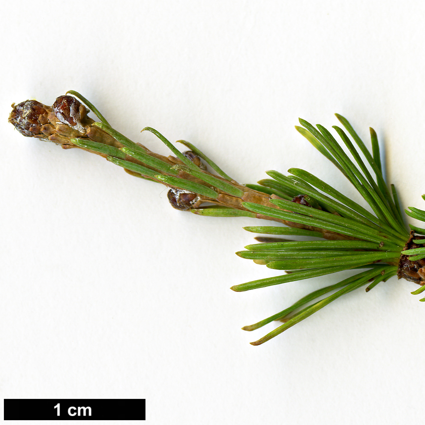 High resolution image: Family: Pinaceae - Genus: Larix - Taxon: gmelinii - SpeciesSub: var. principis-rupprechtii